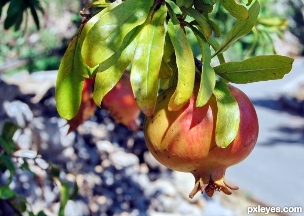 pomegranate