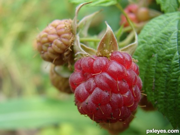 raspberry