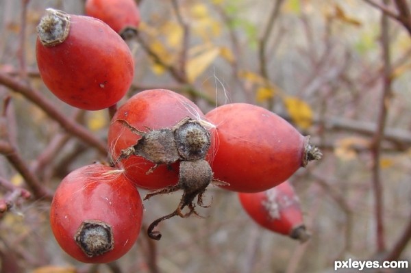 rosehip