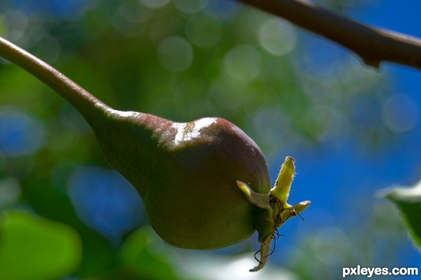 will become a pear