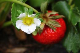 Blooming and Ripe