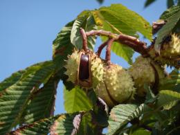 Chestnuts