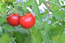 Couple of tomatoes