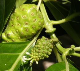 Noni Fruit