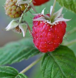 Raspberry