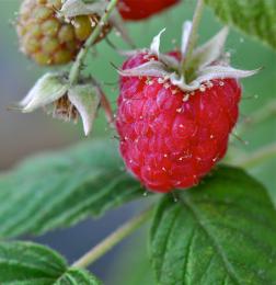 Raspberry