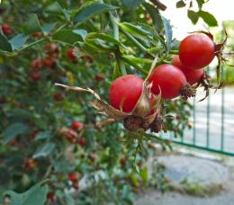 Rosehip berries