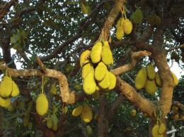 jackfruit