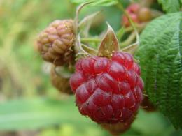 raspberry