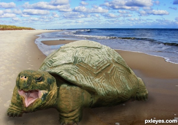 sandy turtle