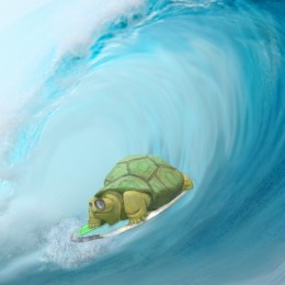 One Cool Turtle Picture