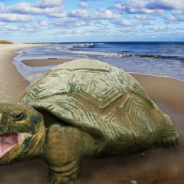 sandy turtle