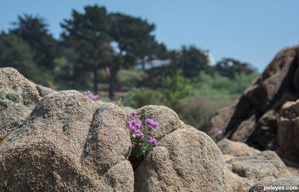 Natural rockery