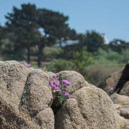 Naturalrockery