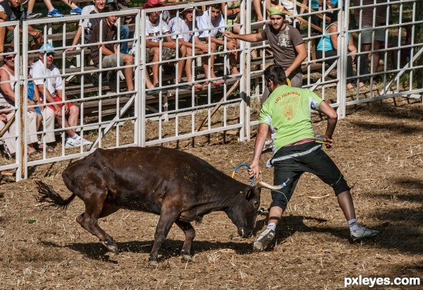 Bull Fight