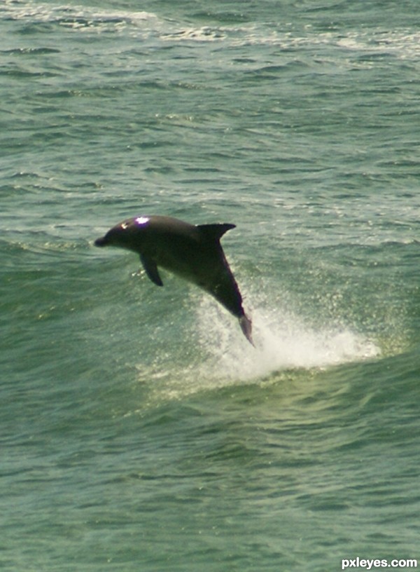 Byron Dolphin