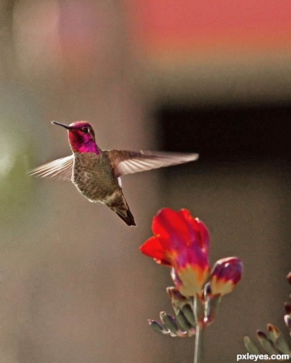 Humming bird