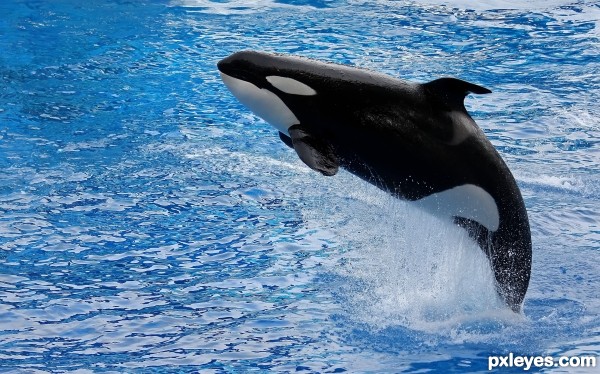 Shamu! 