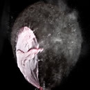 stop motion 2 photography contest