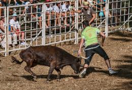 BullFight