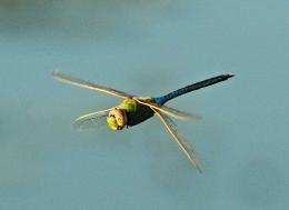 Delta Dragonfly