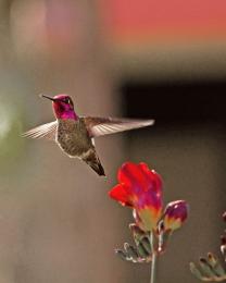 Humming bird