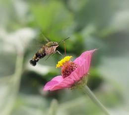 Humming bird moth  in flight