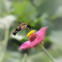 Hummingbirdmothinflight