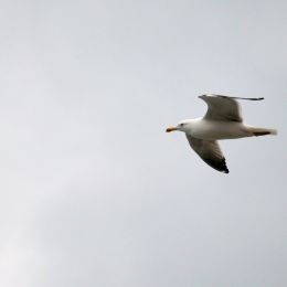 theseagull