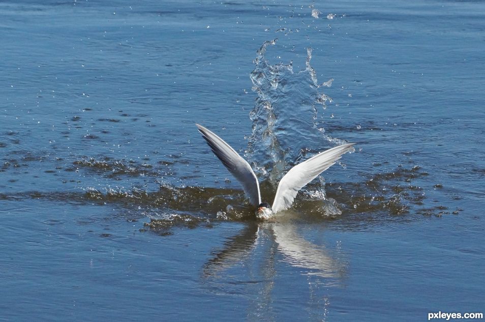 Fishing tern