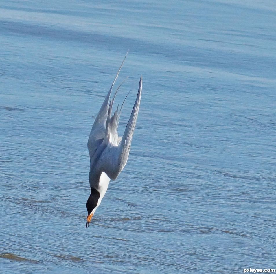 Diving for dinner