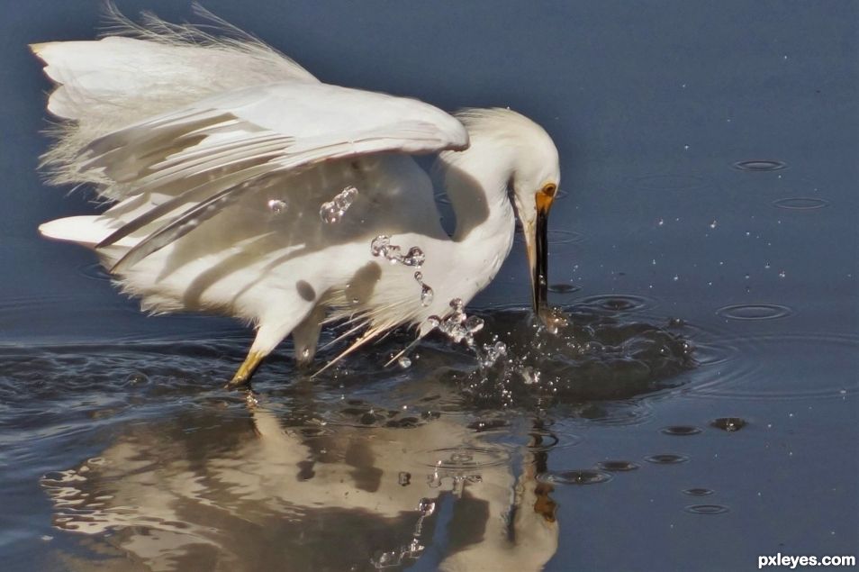 Snowy Egret