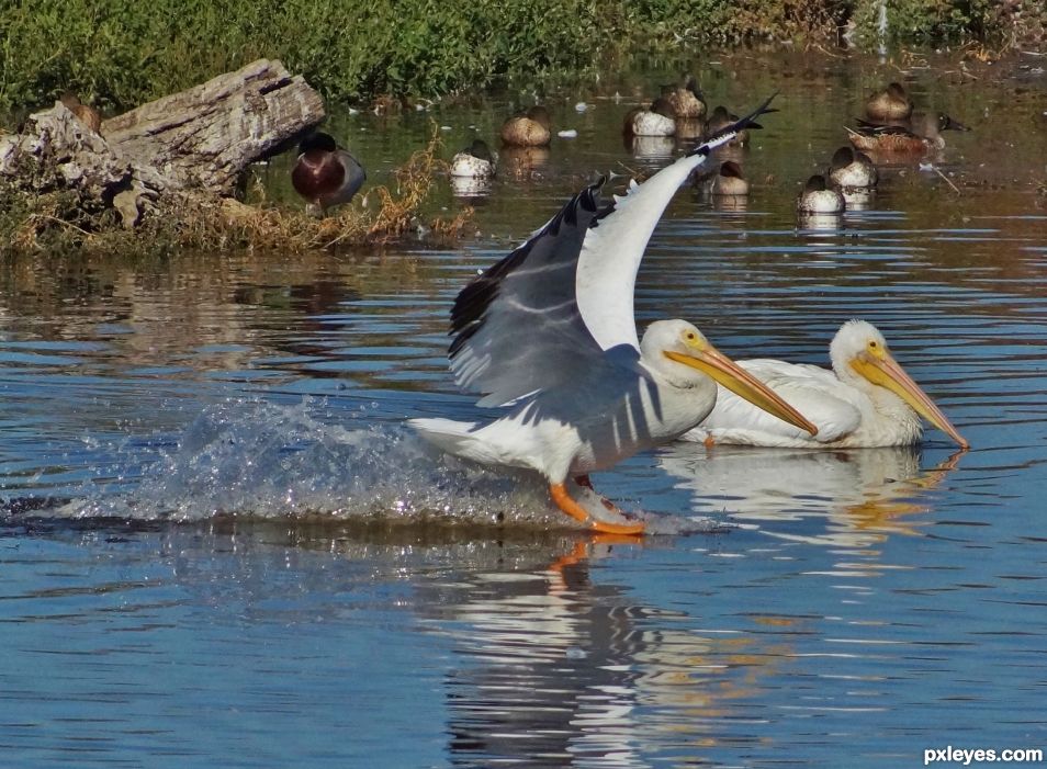 Pelicans