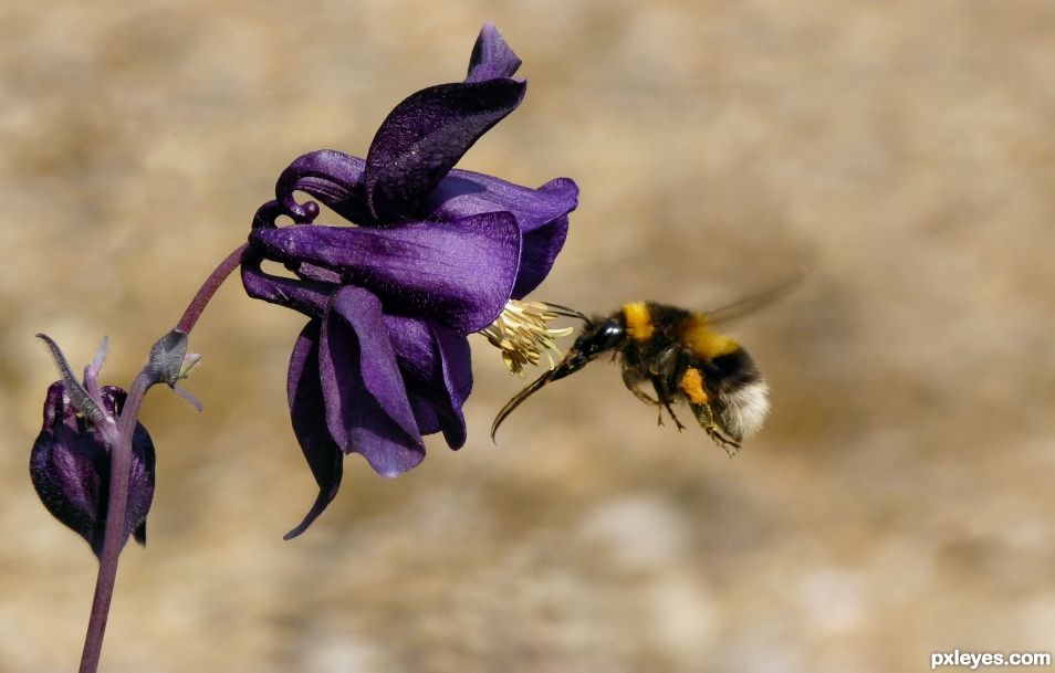 The Flight of the Bumble Bee