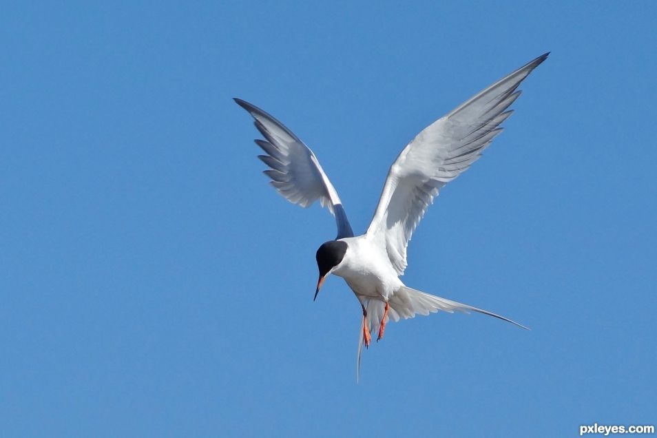 Hovering tern