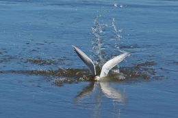 Fishing tern