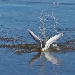 Fishingtern