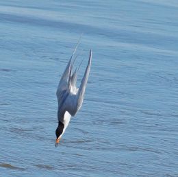 Diving for dinner