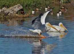 Pelicans