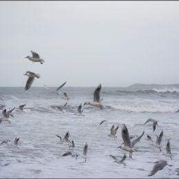 Seagulls