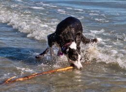 Fun at the beach