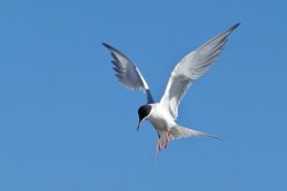 Hovering tern