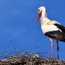 stork photoshop contest