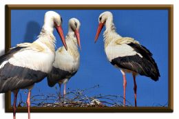 Three Dee storks