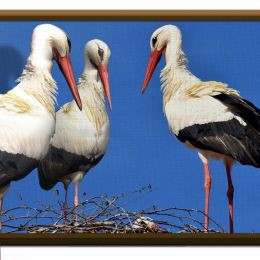 ThreeDeestorks