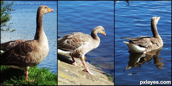 A goose going for a swim