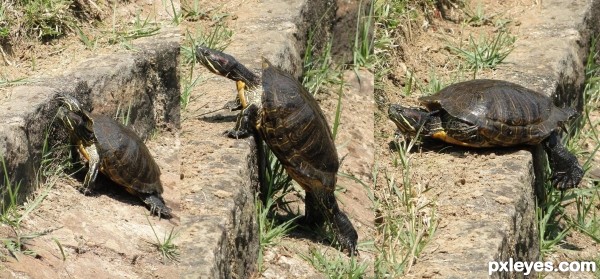 The turtle says: You have to believe in impossible!