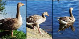 A goose going for a swim