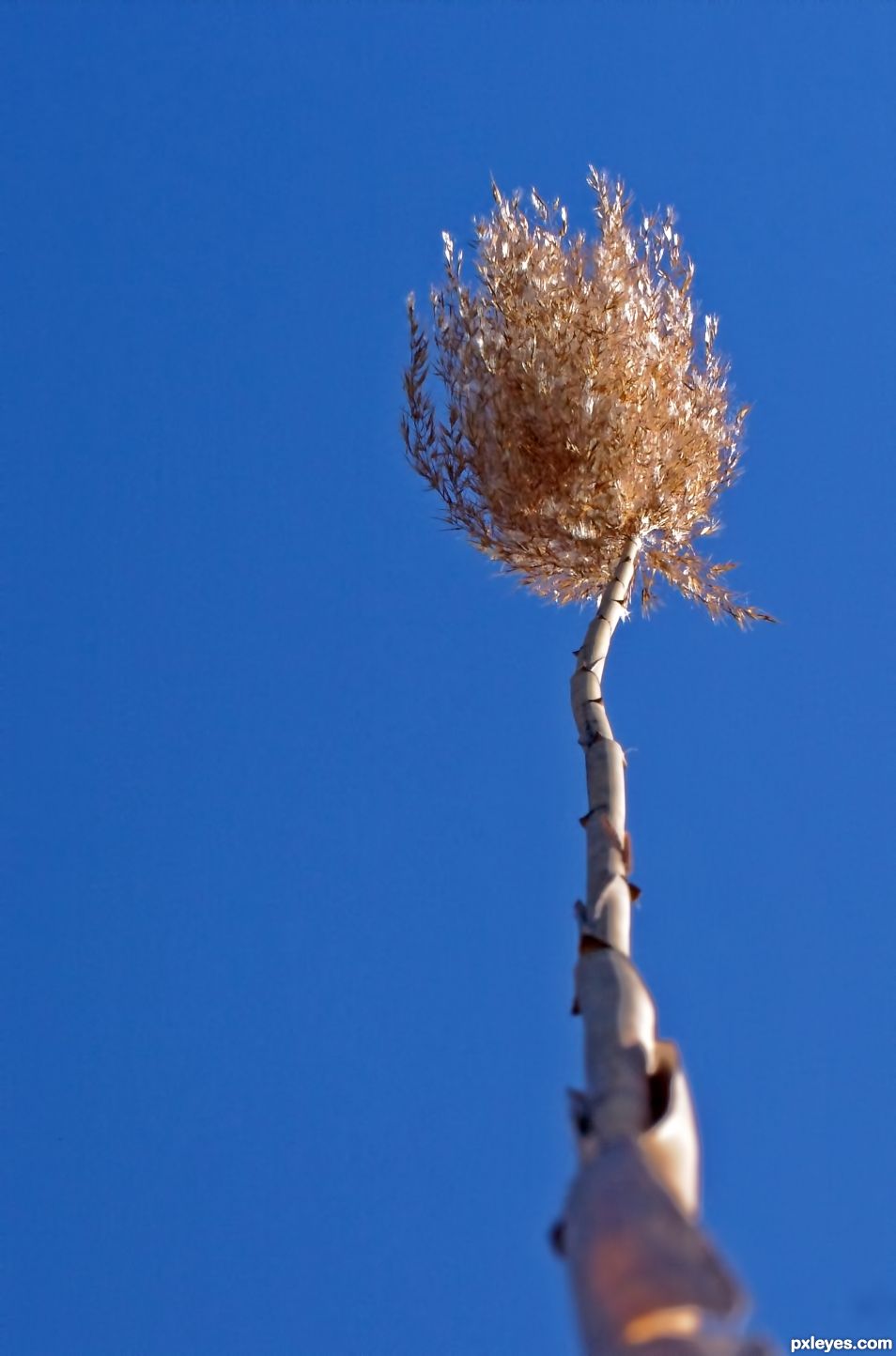 Tall Grass