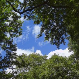 Above the forest Picture